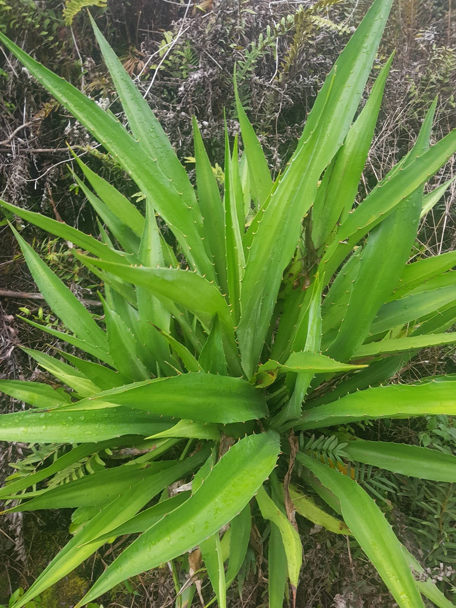 Furcraea cahum